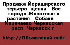 Продажа Йоркширского терьера, щенки - Все города Животные и растения » Собаки   . Карачаево-Черкесская респ.,Черкесск г.